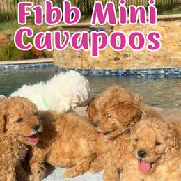 Cavapoo puppies from Lucy Lou’s Cavapoos