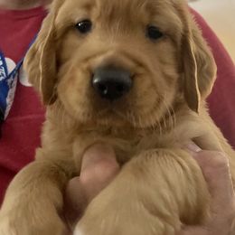 Golden Retriever and Labrador Retriever Puppies from All Around Retrievers