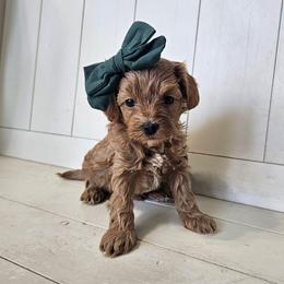 Emerald- Pink collar - Red female Cavapoo puppy in South Jordan, Utah from Lucky Doodle Pups