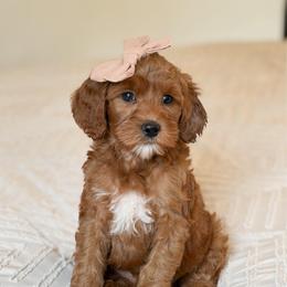 Sutton - Red  female Goldendoodle puppy in Sallisaw, Oklahoma from Huddle Puppies