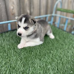 Siberian Husky Puppies from Husky Love and Pups