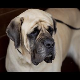 Sara - Mastiff