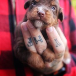 Jacob - Red tri-color male Miniature American Shepherd puppy in Battle Ground, Washington from Casita Miniature American Shepherds