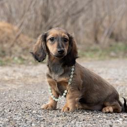 Tess 4800 dollars - Cream female Dachshund puppy in Crystal, Michigan from Mare-bella Dachshunds