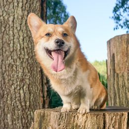 Rhett - Pembroke Welsh Corgi
