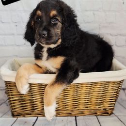 Prue - Black female Saint Berdoodle puppy in Battle Ground, Washington from Mad Hatter Farms Saint Berdoodles