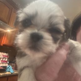 AKC Boy 3 Brown Collar - Cream male Lhasa Apso puppy in Chico, California from Lhasa Apsos of northern Ca . Biewer terriers of northern California