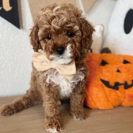 Messi - Apricot male Cavapoo puppy in Mesa, Arizona from Pedersendoodles