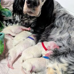 English Setter puppies from Urban Uplander English Setters