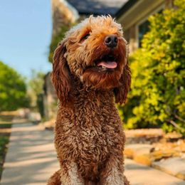 Milli - Goldendoodle