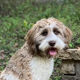 Jasper - Australian Labradoodle