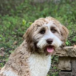 Jasper - Australian Labradoodle