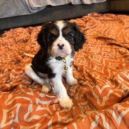 Puppy 3 - Black and white male Cavalier King Charles Spaniel puppy in Kalama, Washington from Beautiful Cavaliers