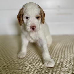 Freddie - Parti male Goldendoodle puppy in Stanford, Kentucky from Holloway Goldendoodles