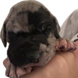 Purple collar - Merle female Great Dane puppy in La Vernia, Texas from Thistlewood Danes