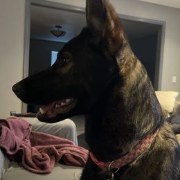 Deedee - Sable German Shepherd puppy in Encampment, Wyoming from Buckelwürmer German Shepherds