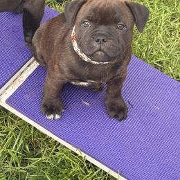 Boy 3 - male Staffordshire Bull Terrier puppy in Columbus, Ohio from Bullwark Staffordshire Bull Terriers
