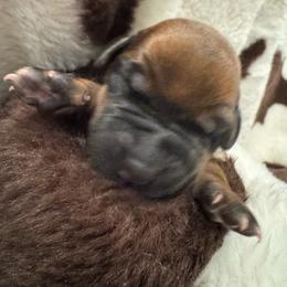 Lavender - Rd whtn blk nose female Rhodesian Ridgeback puppy in Cuyahoga Falls, Ohio from Fisher’s Rhodesian Ridgebacks