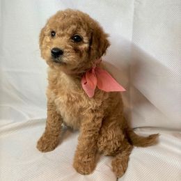 Goldendoodle Puppies from OnlyGoldendoodles