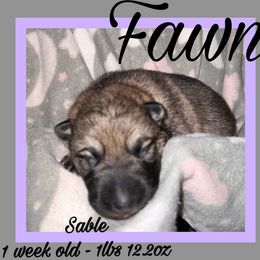 Fawn - Sable female German Shepherd puppy in Falcon, Missouri from K2D2 Farm