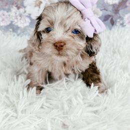 Coco - Merle female Cockapoo puppy in Otisville, Michigan from Danie’s Darling Doodles LLC