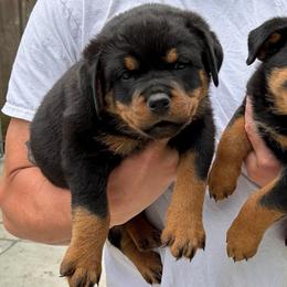 Purple girl - Black and mahogany female Rottweiler puppy in Marysville, Washington from Iron Crown
