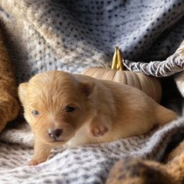 Celeste - Cream female Pomeranian puppy in Liverpool, Pennsylvania from Destination Dalmatian