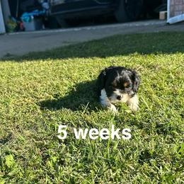Lil Casper - Tri-color male Cavalier King Charles Spaniel puppy in Broken Arrow, Oklahoma from Cavalier King Charles Heartland