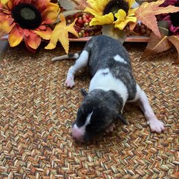 Boy 1 - Fawn brindle Whippet puppy in Williamsport, Pennsylvania from Willowisp Whippets