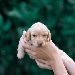 Nugget - Cream male Dachshund puppy in Fort Myers, Florida from Blossom Paws