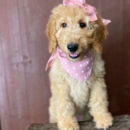 pink collar - Goldendoodle puppy from Cisneros Goldendoodles