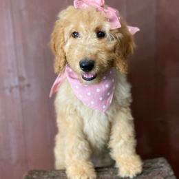 pink collar - Goldendoodle puppy from Cisneros Goldendoodles