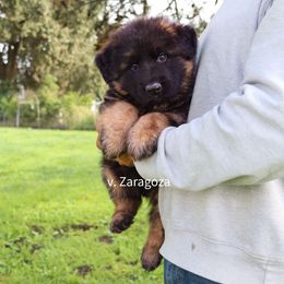 Boy 3 - Black and red male German Shepherd puppy in Stockton, California from Zaragoza German Shepherds