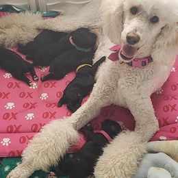 Poodles from Adams Family Companions