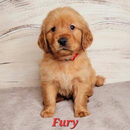 Fury (Red Collar) - Dark golden male Golden Retriever puppy in Scurry, Texas from 07 Seven Oaks Goldens and Doodles