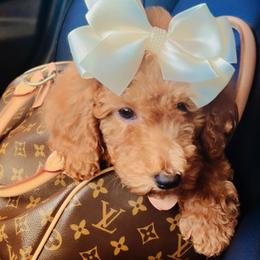 Goldendoodles from Av Family Doodles