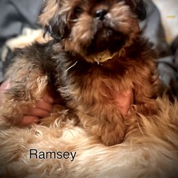 Shih Tzu Puppies from LowCol Ranch