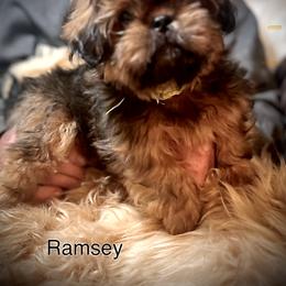 Shih Tzu Puppies from LowCol Ranch