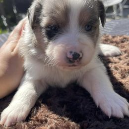 Companion Crosses from Voya’s Mini Aussies and Eskimos
