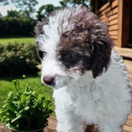 Norma - Brown and white female Aussiedoodle puppy in Post Falls, Idaho from North Idaho Miniature Aussiedoodles