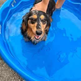 Margo - Dachshund