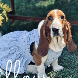 Willow - Basset Hound
