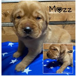 Boy 2 - Yellow male Labrador Retriever puppy in Hartly, Delaware from Triple Threat Labradors