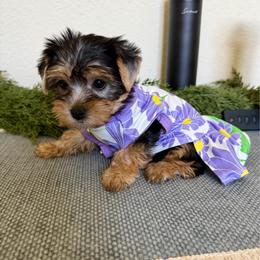 Nola - Black and tan female Yorkshire Terrier puppy in Richmond, Texas from Perfectly Posh Pets