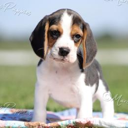 AKC 'Magnum' - Black tan and white male Beagle puppy in Lamar, Missouri from Marti Acres ~ Boston Terrier & Beagles