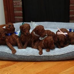 Poodle Puppies from Noblelee Kennel