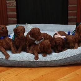 Poodle Puppies from Noblelee Kennel