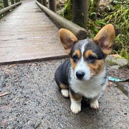 Cocker Spaniel and Pembroke Welsh Corgi Puppies from Sunflower Farms