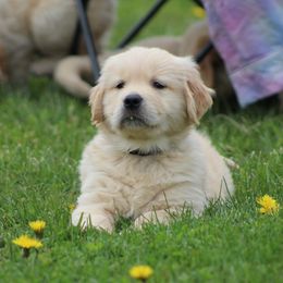 Golden Retriever Puppies from OPK GOLDENS