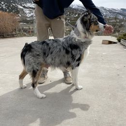 Luna - Australian Shepherd